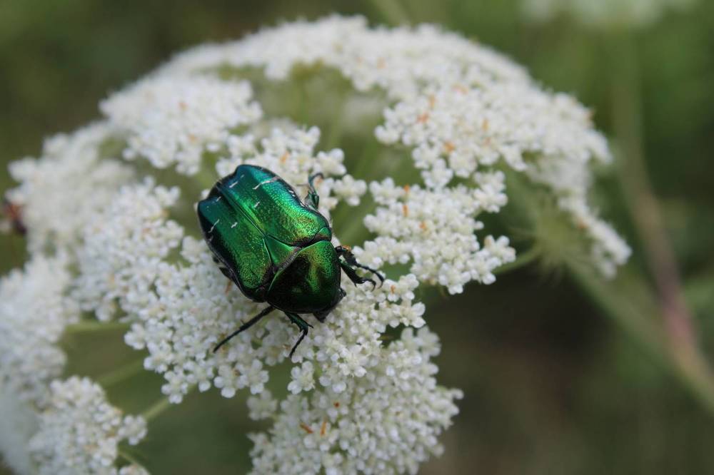 Photograph by Елена Коробченко