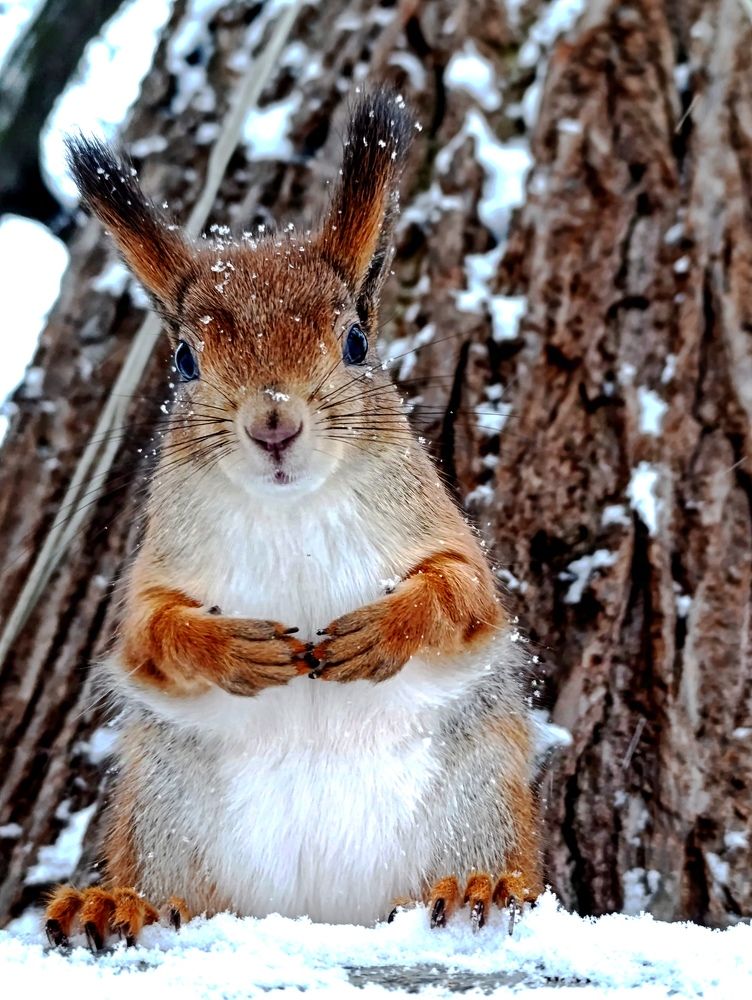 Photograph by Светлана Веселовская