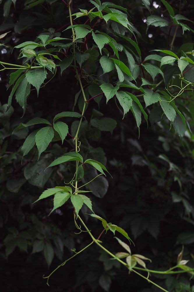 Photograph by Остапенко Алина