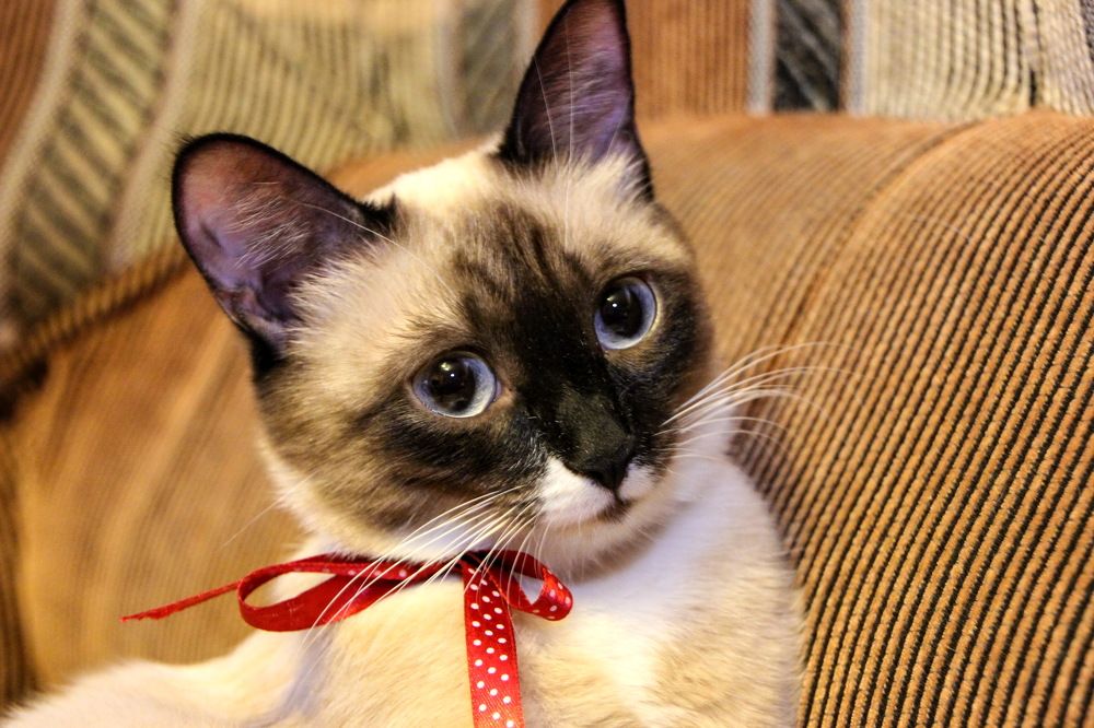 Фотография автора Алексей Клоков