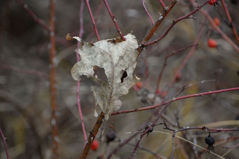 Photograph by Эдуард Шадров