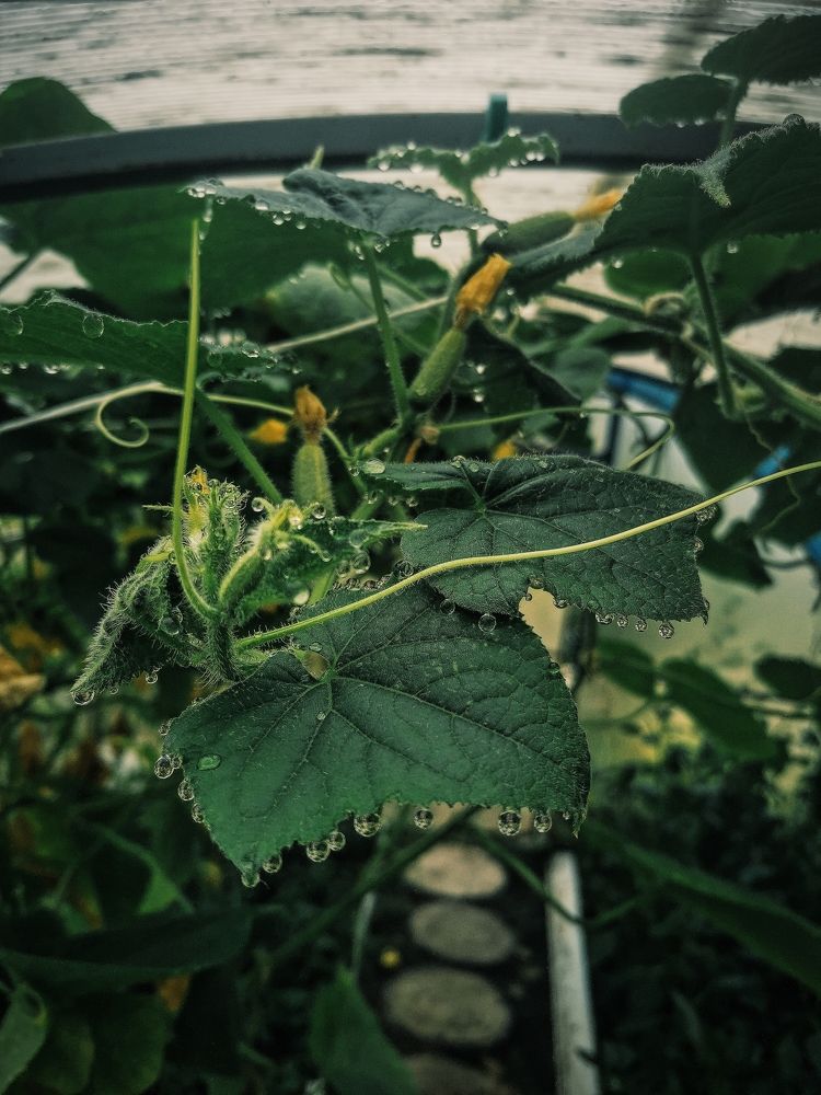 Photograph by Ольга Мажарук