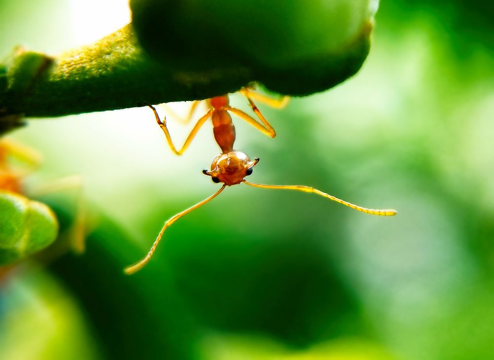 Suspended in a world of green