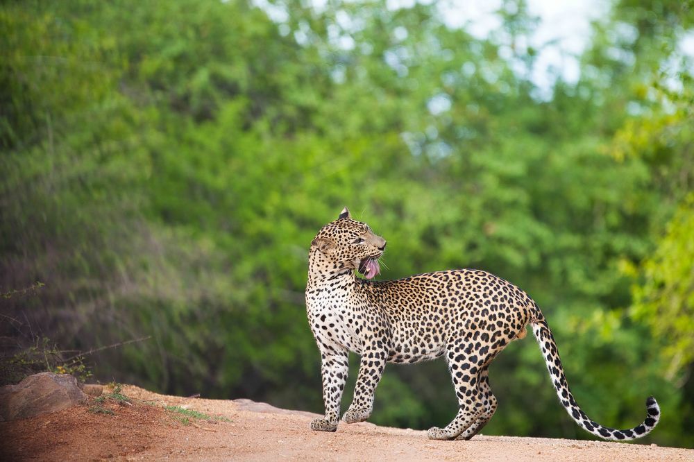 Фотография автора ROHAN MADDUMARACHCHI