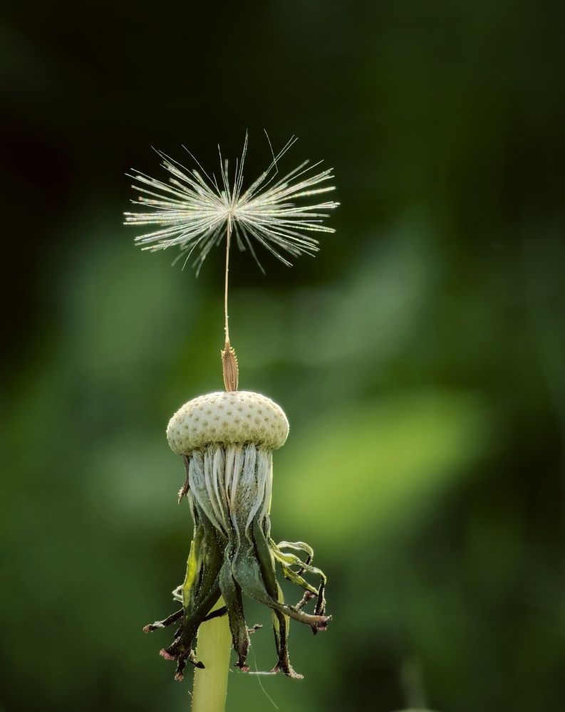 Photograph by Михаил Саидов