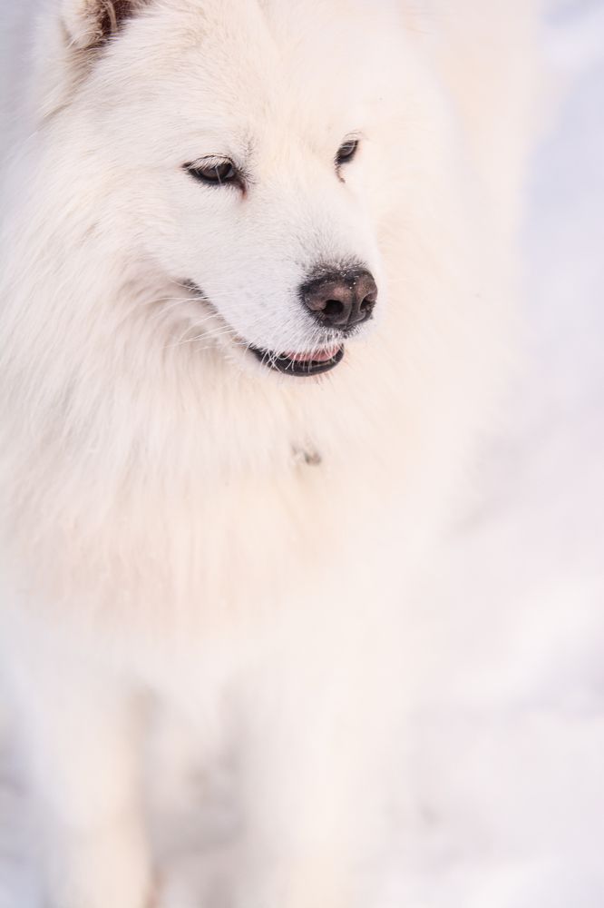 Photograph by Алёна Лозовая