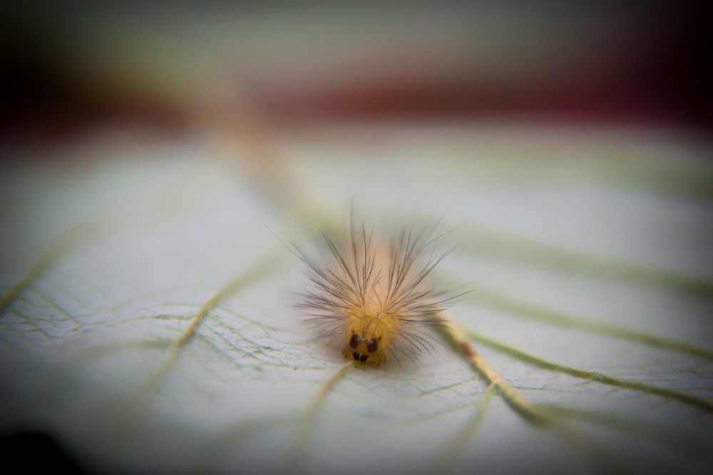 Фотография автора Юлия Кранина