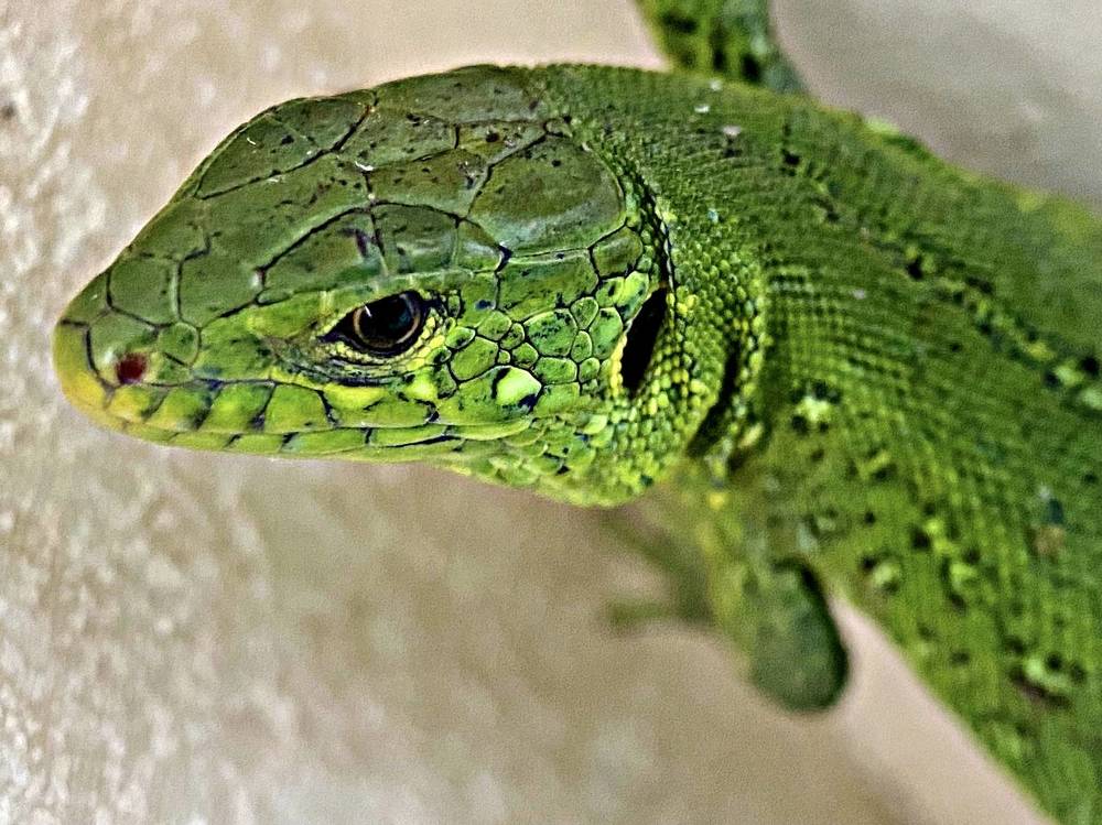 Photograph by Александра Гонтарь