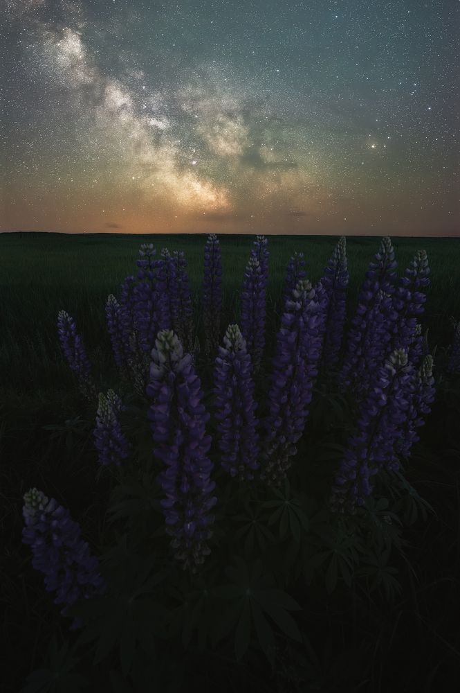 Ночь в люпиновом поле