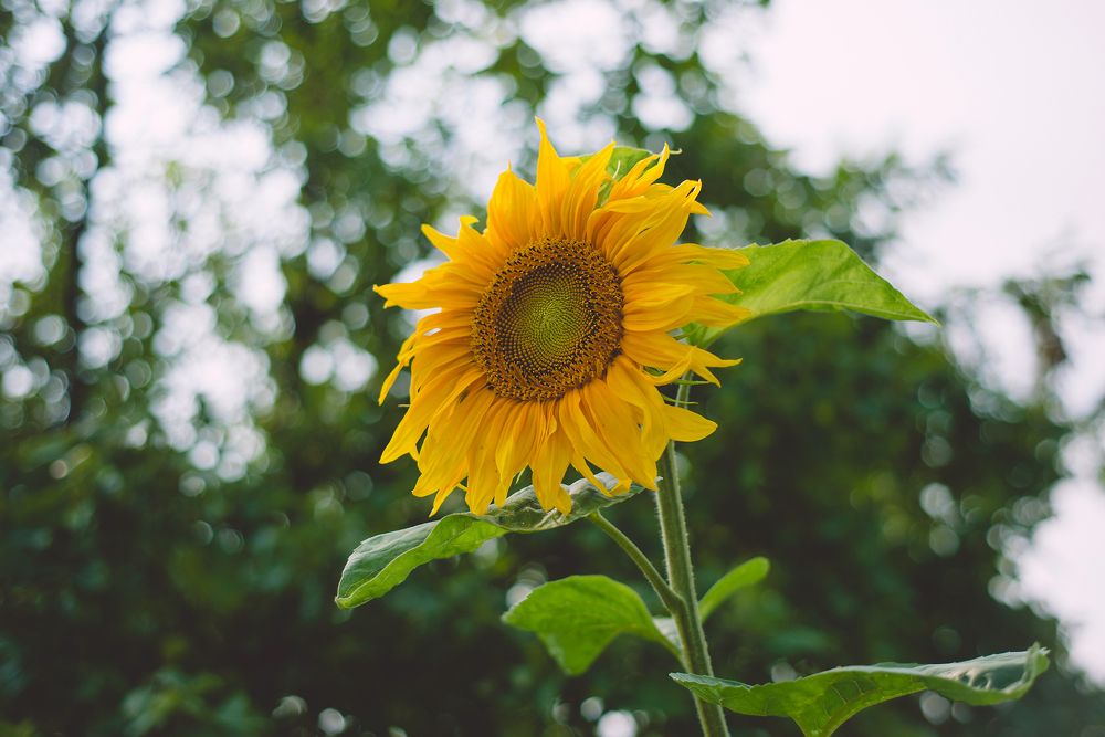 Photograph by Оксана Артимович