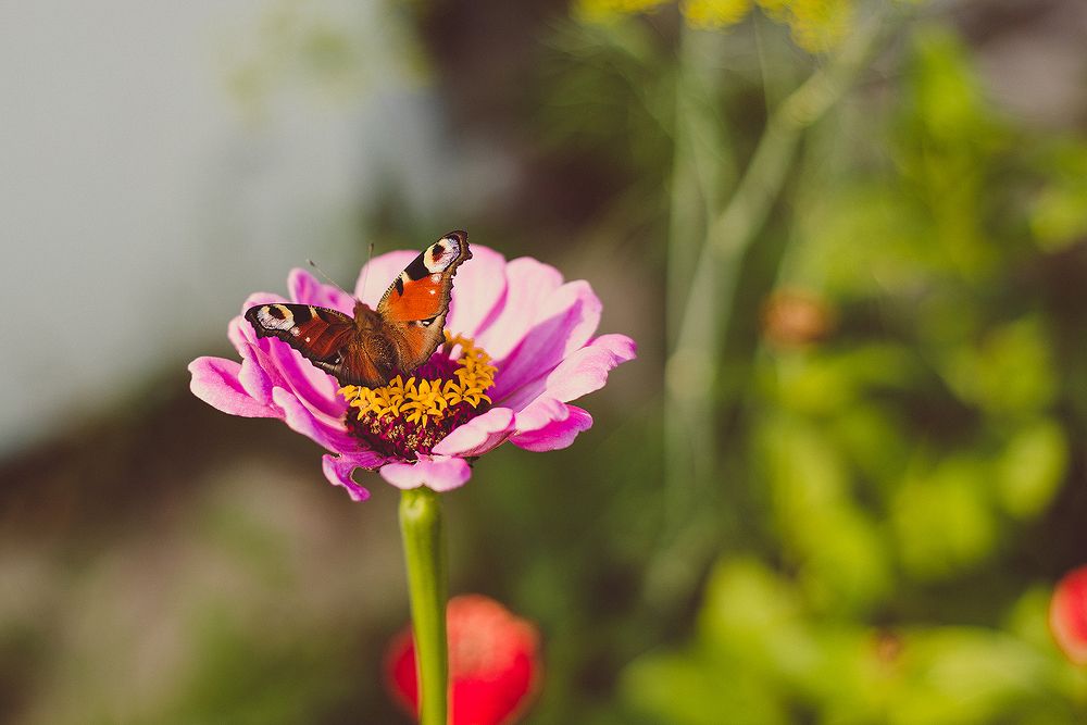 Photograph by Оксана Артимович