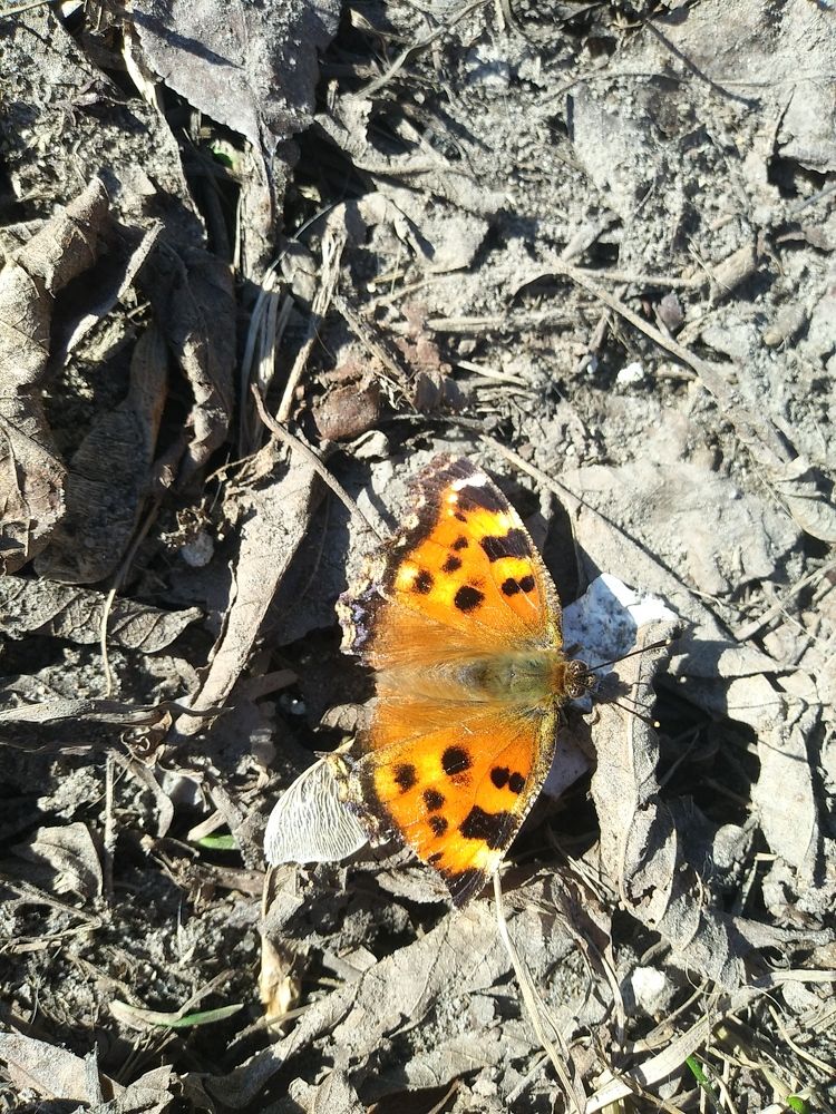 Photograph by Инна Голубева