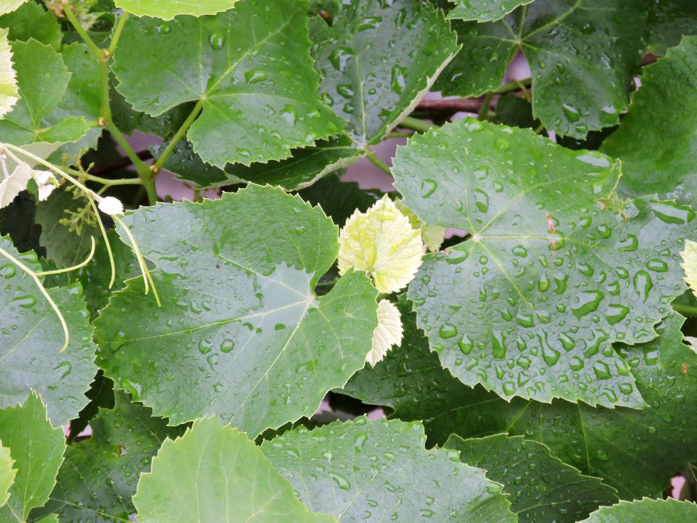 Photograph by Tatiana