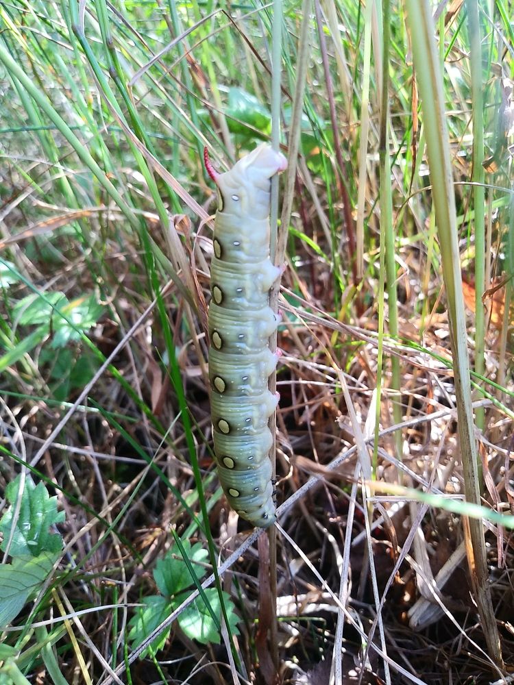 Photograph by Инна Голубева