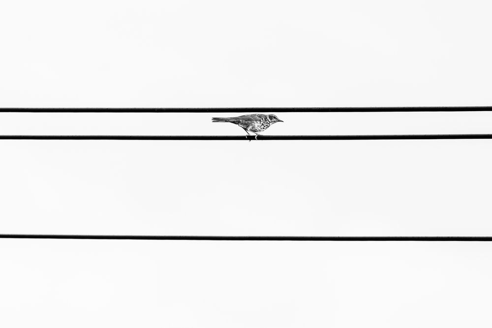 Застрял в параллелях