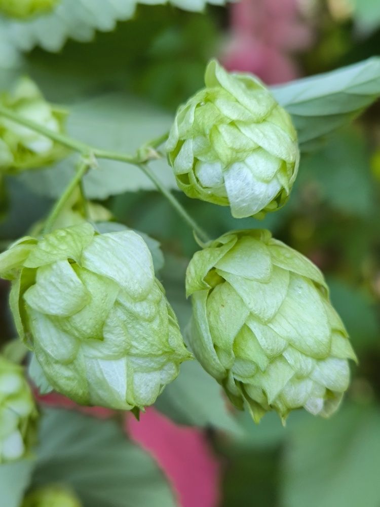 Photograph by Ольга Стоун