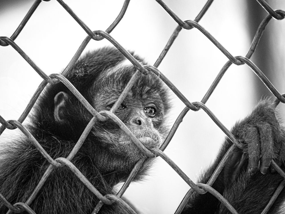 La tristeza detras de las rejas