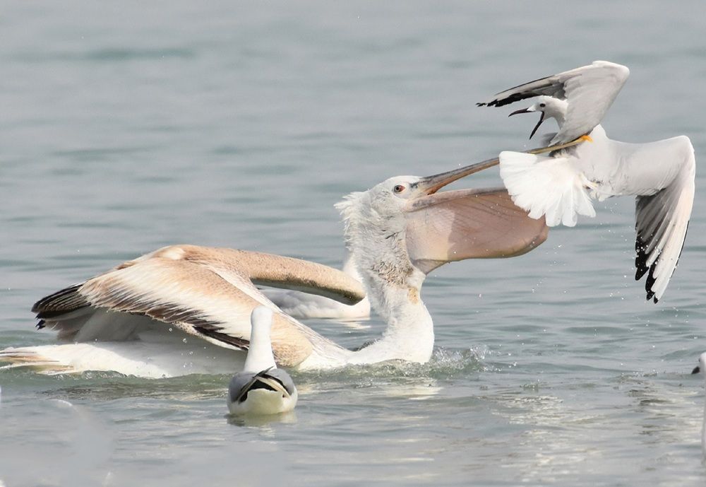 Photograph by Mostafa abyareh