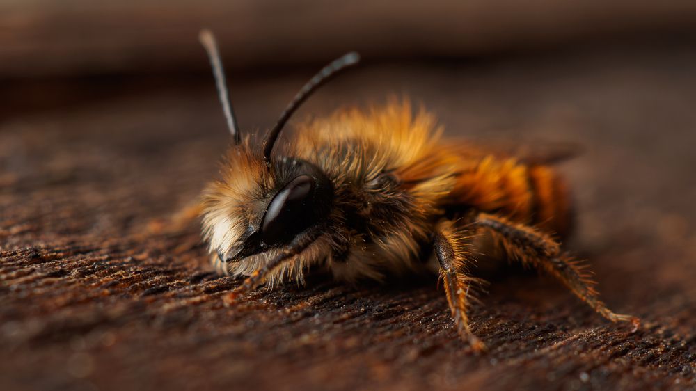 Медовая особа