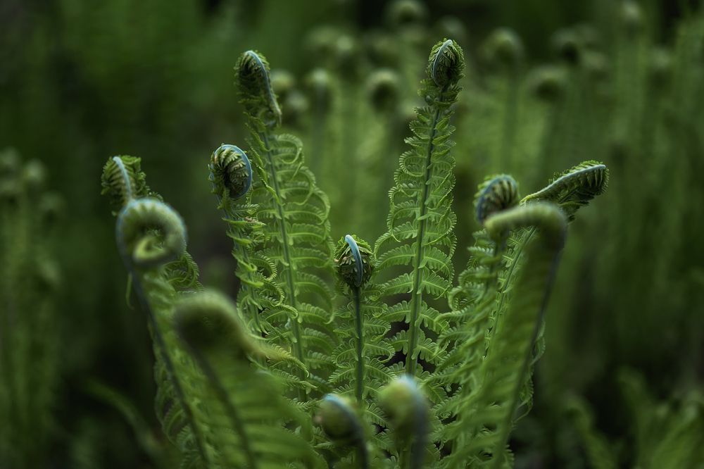 Photograph by Olga Yar