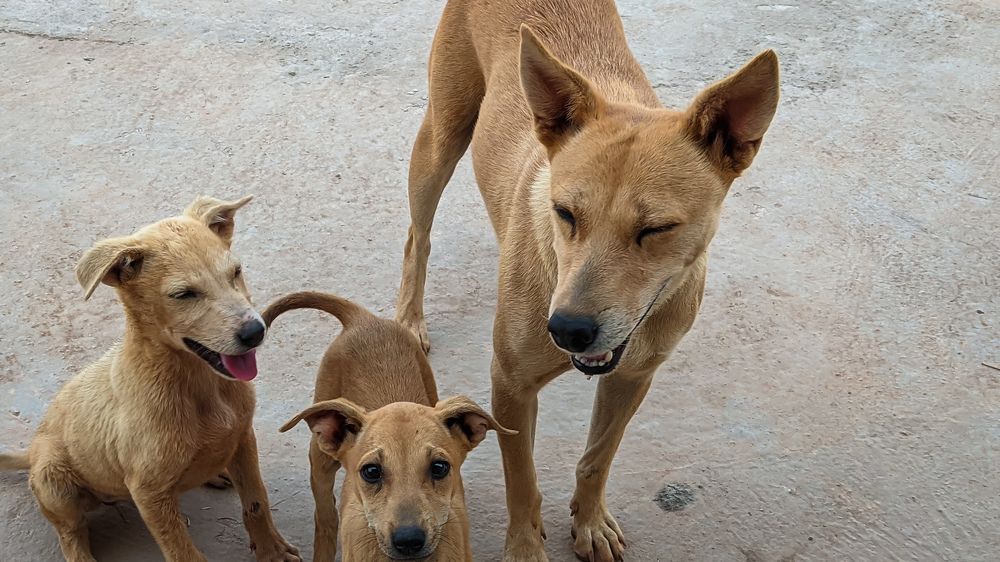 Photograph by Vijayakumar