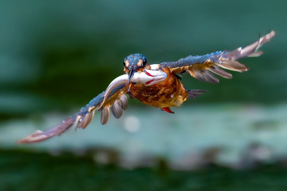 Photograph by Leo Ngo