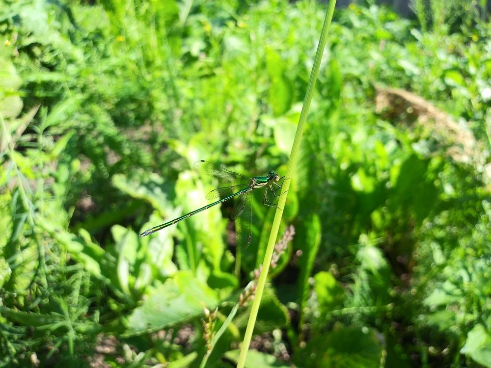 Photograph by Инна Голубева