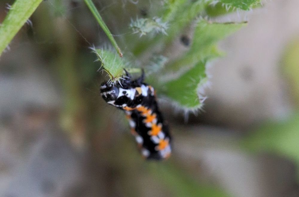 Photograph by Юрий Варюхин