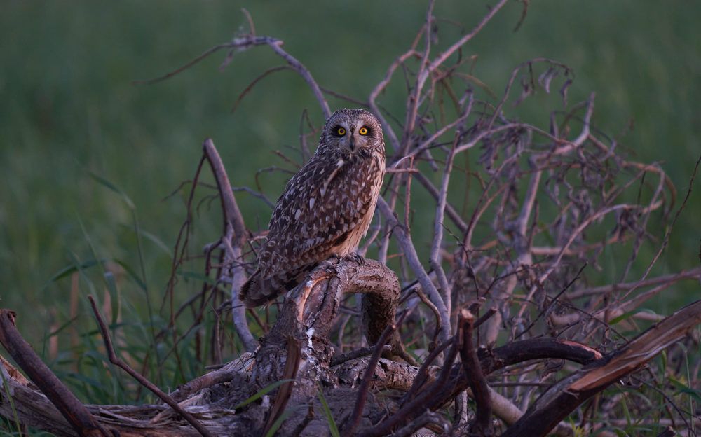 Photograph by Victor Krachkovsky