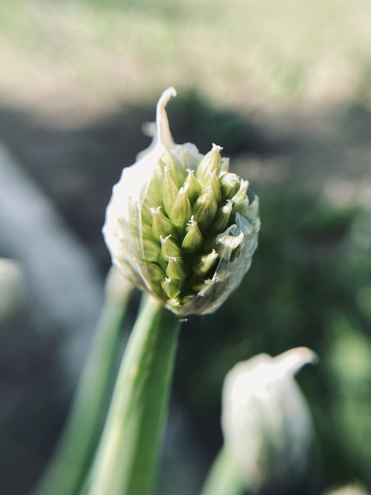 Photograph by Алена Алена