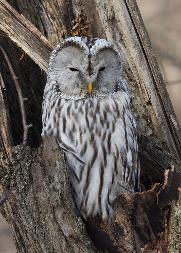 Photograph by Victor Krachkovsky