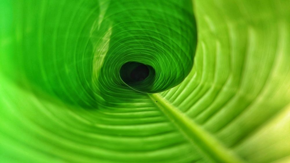 Photograph by Vijayakumar