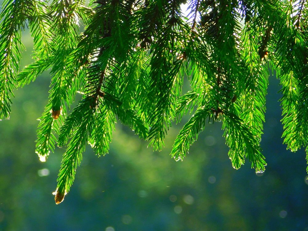 Photograph by Оксана Демидова