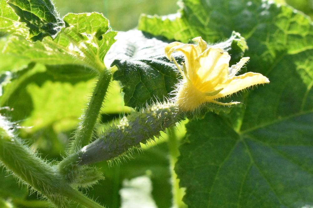 Будущий огурчик