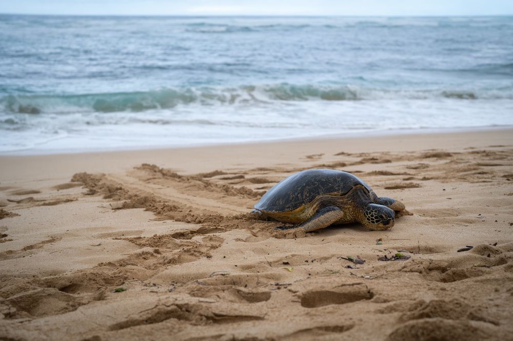 Фотография автора Borisova Natalia