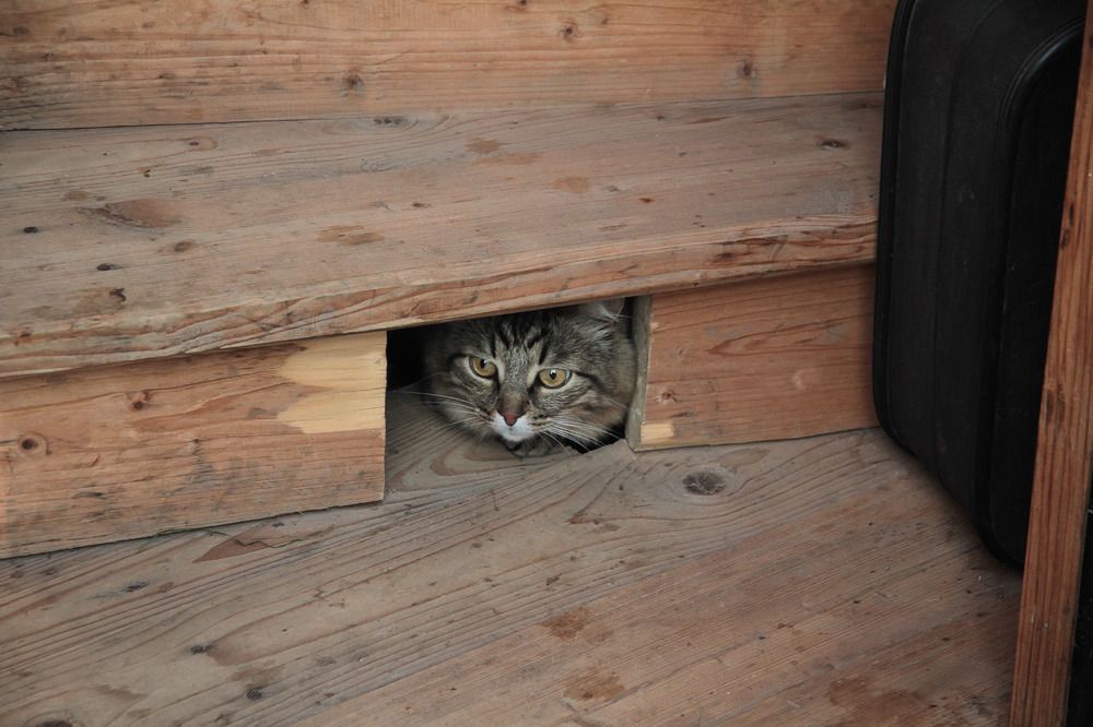 К Вам можно?