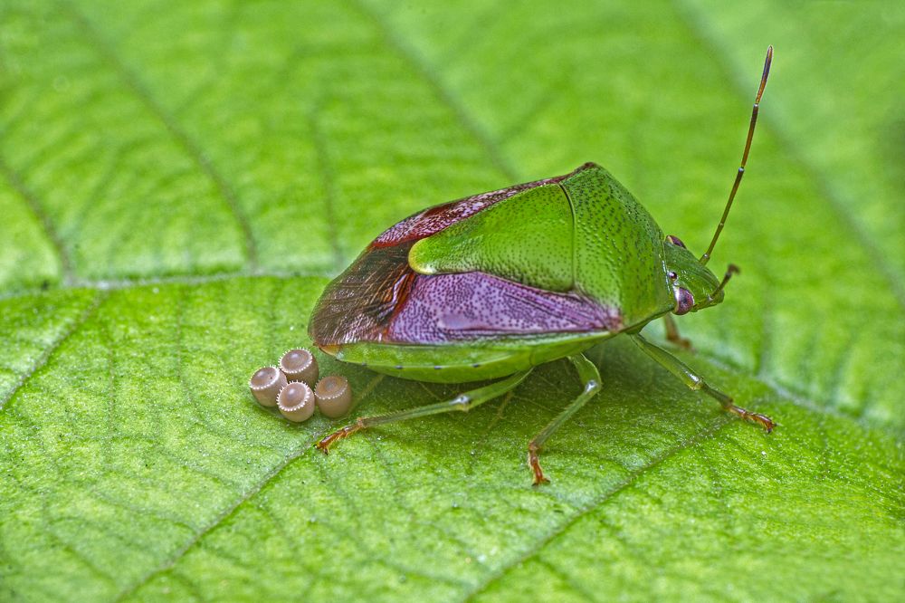 Фотография автора ChonTin NeCoTi