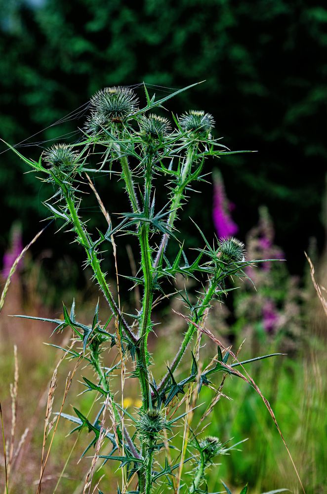 Photograph by Oleg Yashin