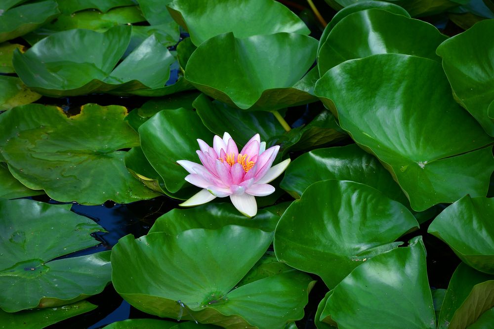 Photograph by Inna Ivanova