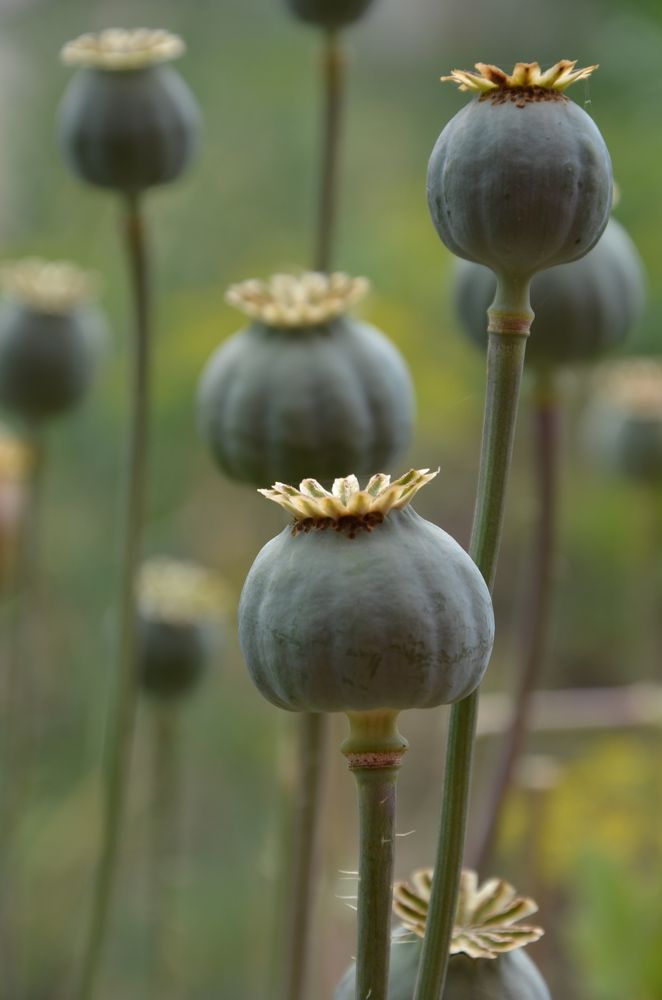 Photograph by Людмила Воропаева