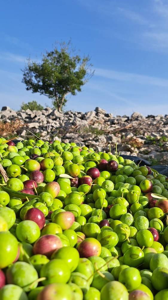 Photograph by Linda Brakus