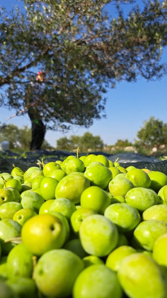 Photograph by Linda Brakus