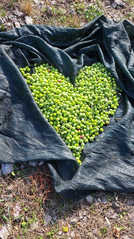 Photograph by Linda Brakus