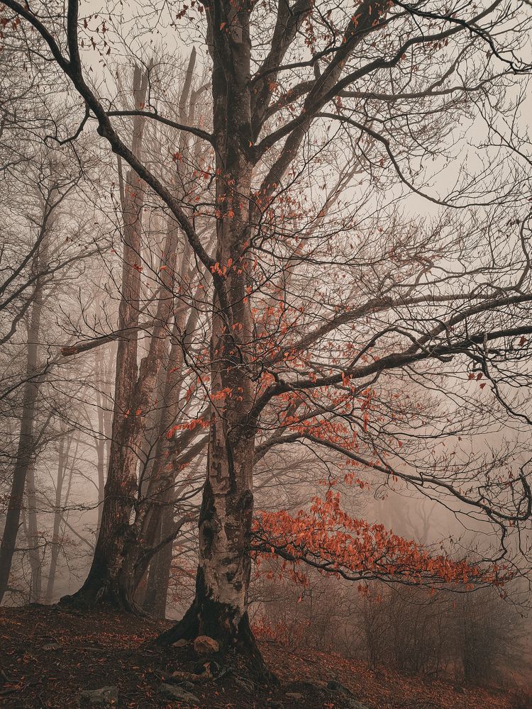 Photograph by Shahrzad Shahrokhi