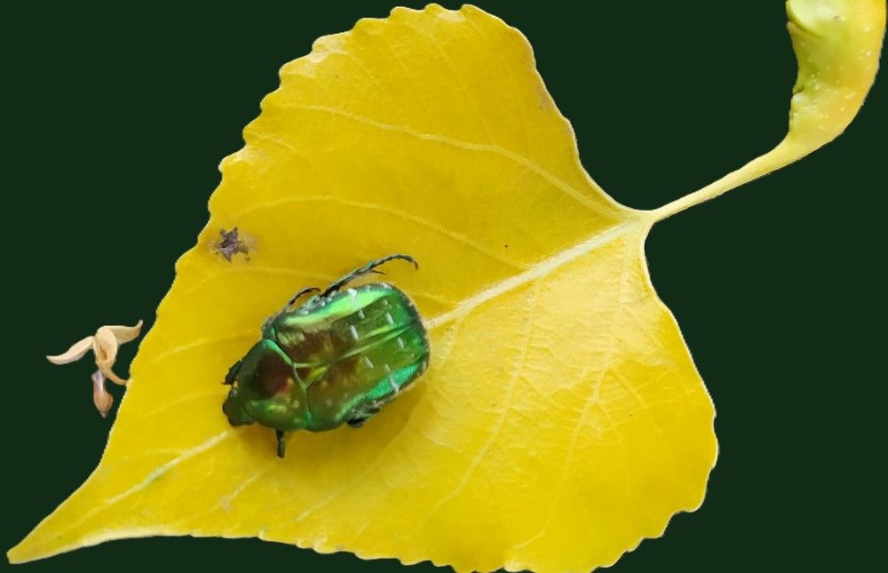 Фотография автора Елена Александрова