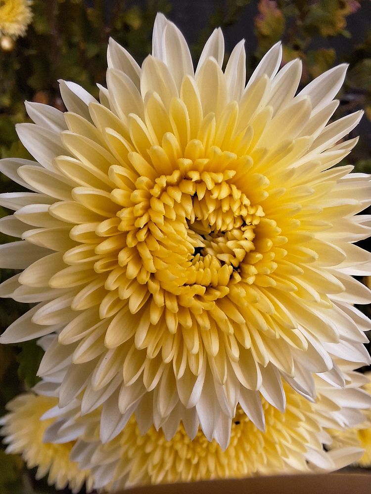 Photograph by Игорь Чечин