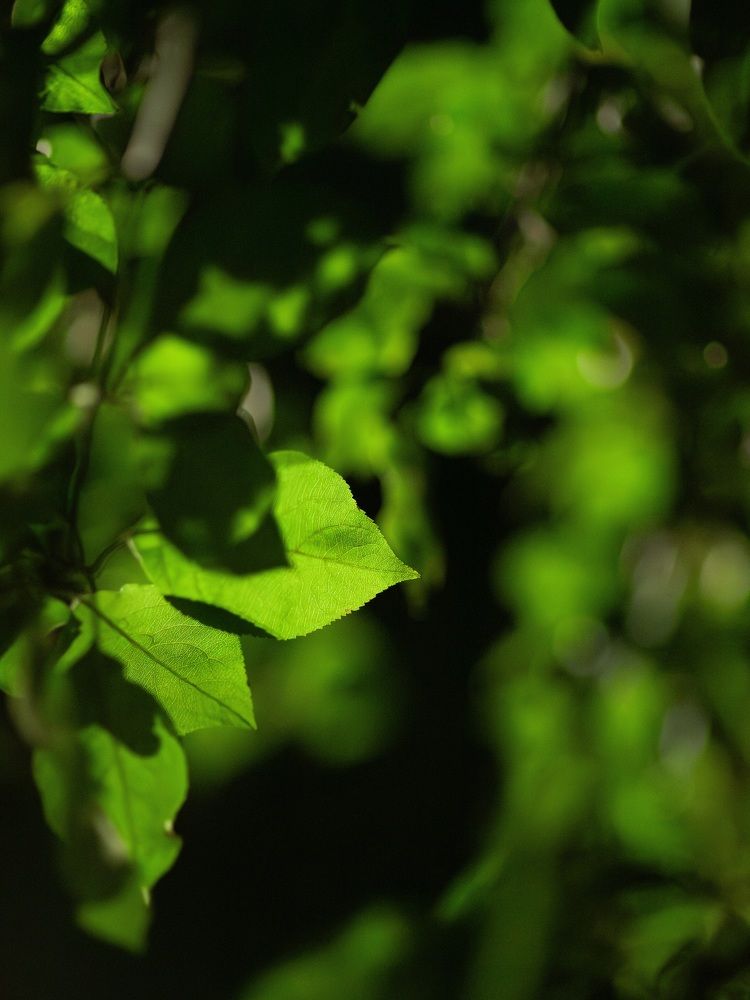 Photograph by Дмитрий Хорошилов