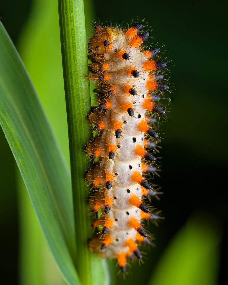 Photograph by Alexander Dolapchiev