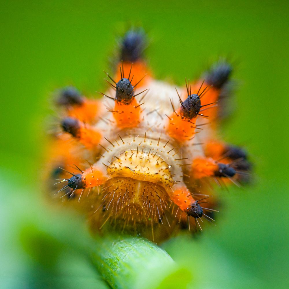 Photograph by Alexander Dolapchiev