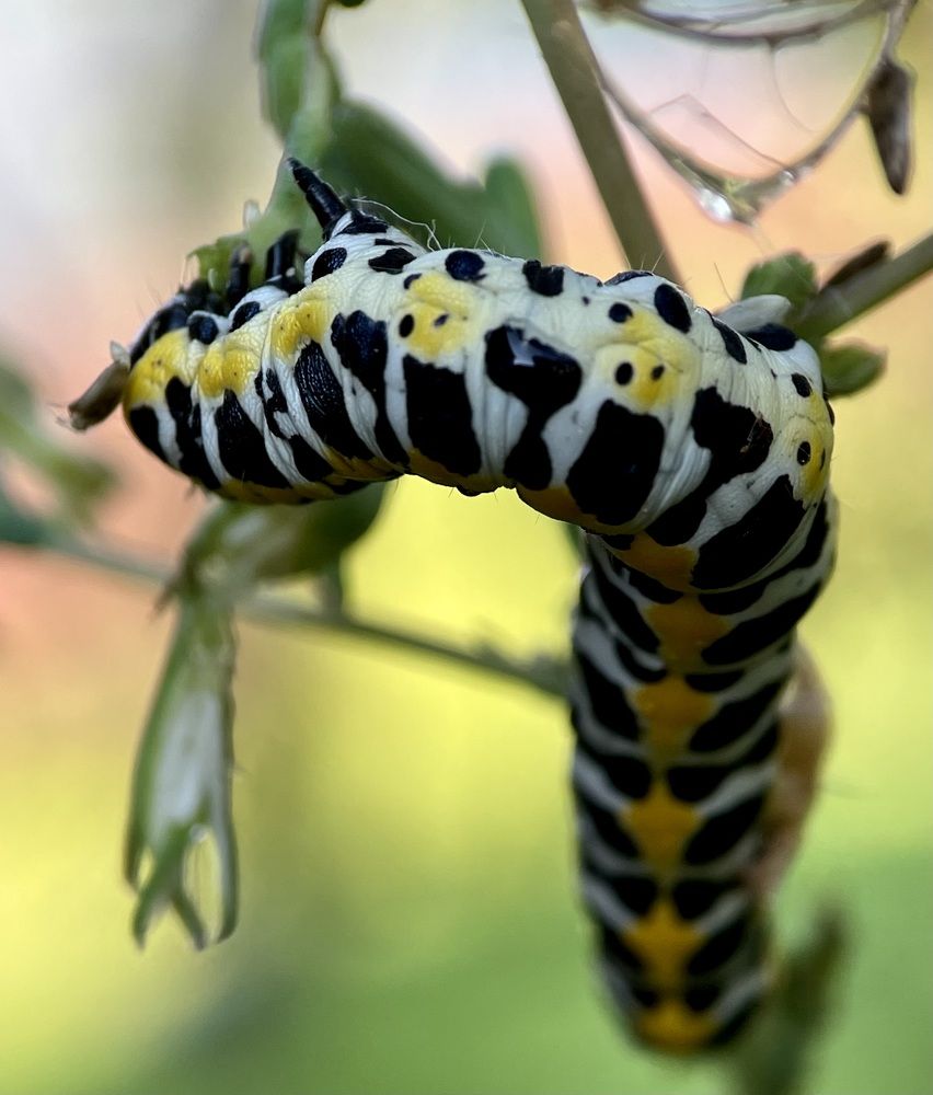 Фотография автора Рамзия Хисамутдинова